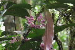 Chionanthus sleumeri