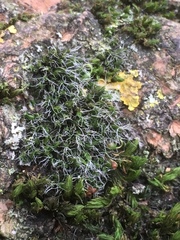 Grimmia pulvinata
