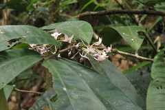 Chionanthus sleumeri