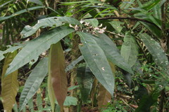 Chionanthus sleumeri