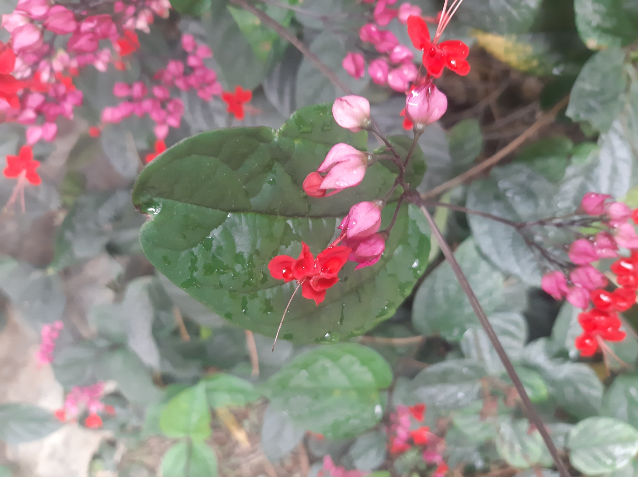 Clerodendrum speciosum image