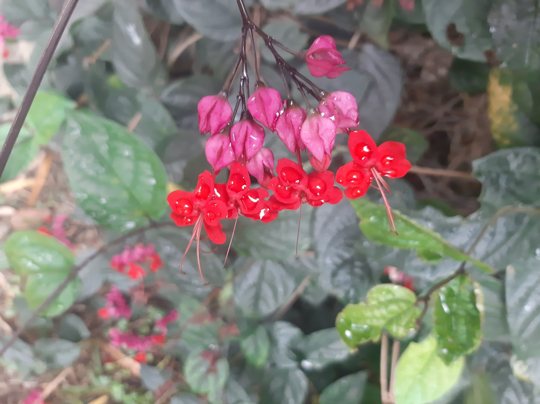 Clerodendrum image