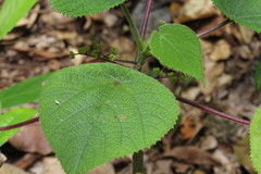 Dendrocnide moroides