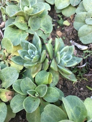 Dudleya farinosa