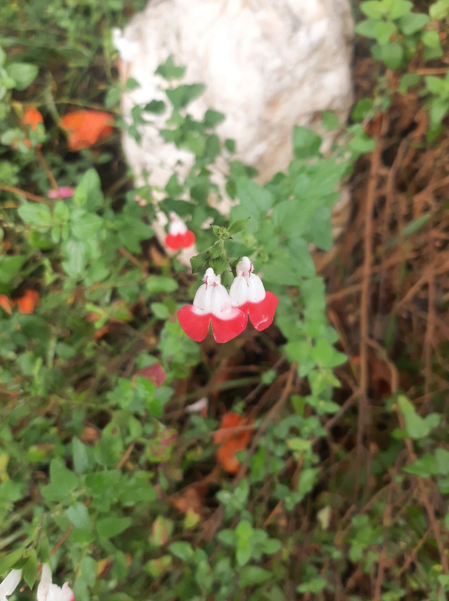 Salvia microphylla image