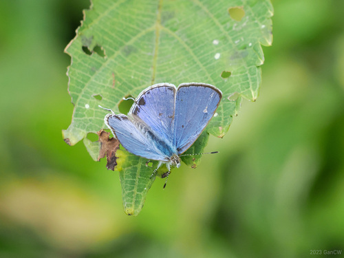Ancyra Blue