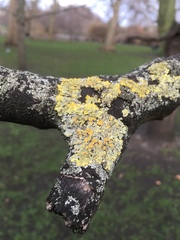 Xanthoria parietina