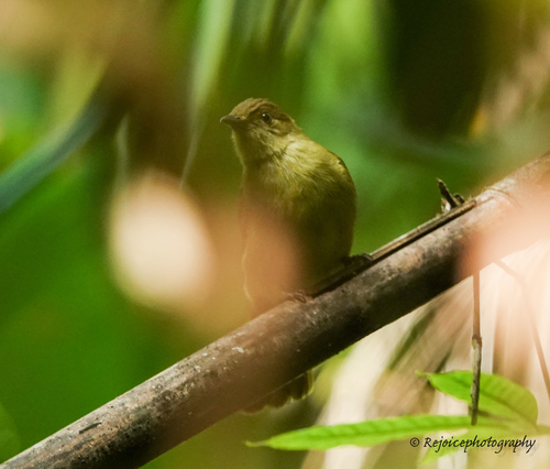 Cachar Bulbul (Iole cacharensis), photo 10