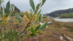 Salix lutea