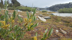 Salix lutea