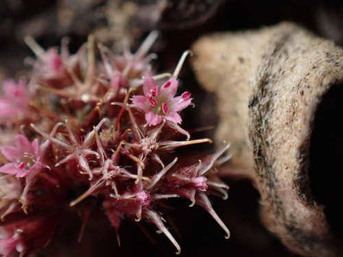 Image of Chorizanthe cuspidata by (c) Cricket Raspet, some rights reserved (CC BY)