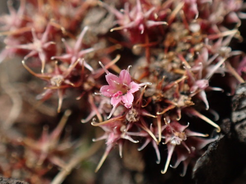 Image of Chorizanthe cuspidata by (c) Cricket Raspet, some rights reserved (CC BY)