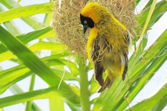 Ploceus intermedius cabanisii