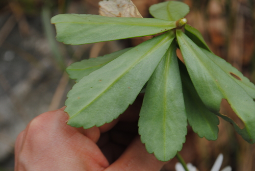 Image of Nipponanthemum nipponicum by (c) Zihao Wang, some rights reserved (CC BY)