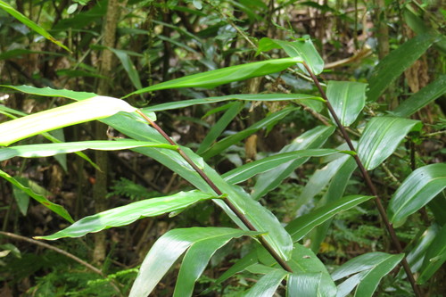 Image of Alpinia modesta by (c) coenobita, some rights reserved (CC BY)