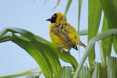 Ploceus intermedius cabanisii