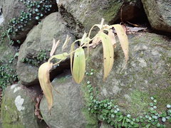 Tricyrtis
