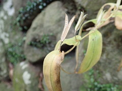 Tricyrtis