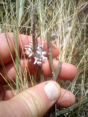 Carmichaelia crassicaulis