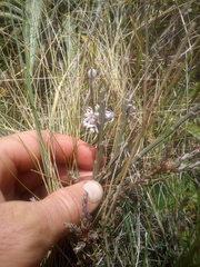 Carmichaelia crassicaulis