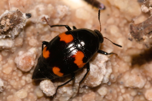 Orange-spotted Scaphidium, photo 3 of 10