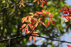 Pseudoweinmannia apetala