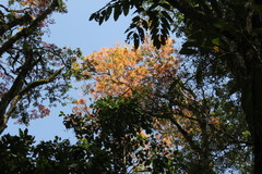 Pseudoweinmannia apetala