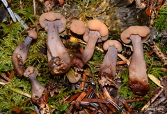 Cudonia confusa