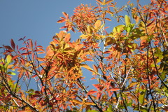 Pseudoweinmannia apetala