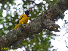 Oriolus xanthornus ceylonensis