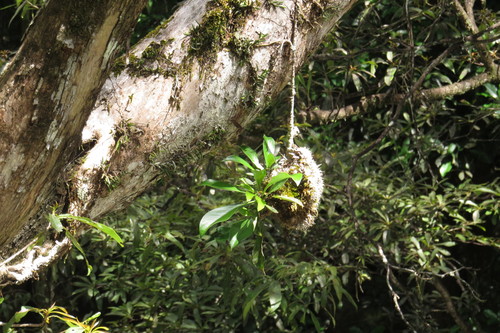 Myrmecodia platytyrea, photograph 4