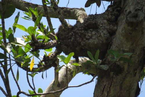 Myrmecodia platytyrea, photograph 5