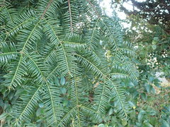 Torreya nucifera