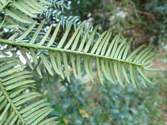 Torreya nucifera