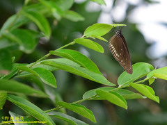 Euploea klugii