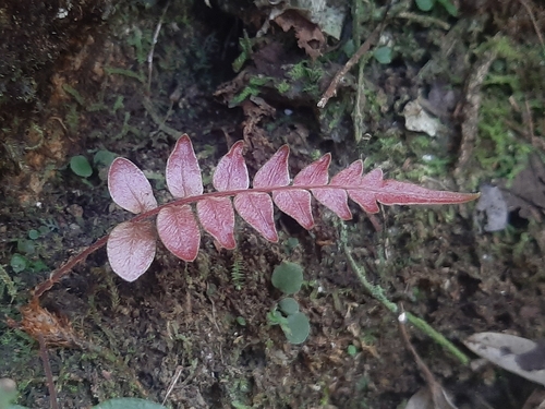 Hammock fern (Blechnum occidentale)