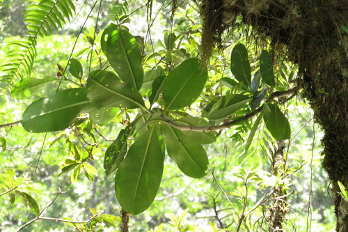 Image of Fagraea berteroana by (c) coenobita, some rights reserved (CC BY)
