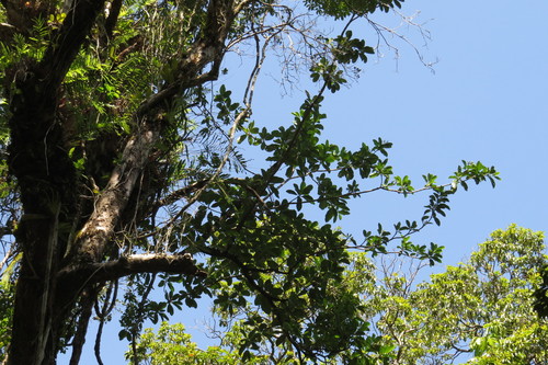 Image of Fagraea berteroana by (c) coenobita, some rights reserved (CC BY)