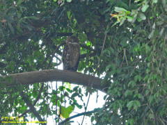 Ketupa zeylonensis