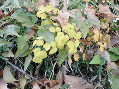Thalictrum minus hypoleucum