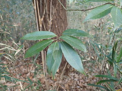 Quercus myrsinifolia