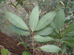 Quercus myrsinifolia