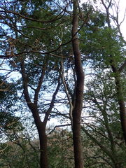 Quercus myrsinifolia