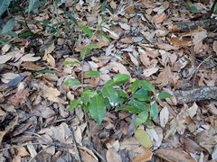 Elaeagnus glabra