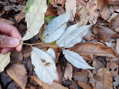 Elaeagnus glabra
