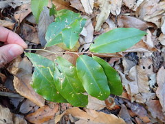 Elaeagnus glabra