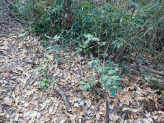 Elaeagnus glabra