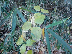 Akebia trifoliata