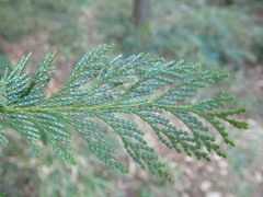Chamaecyparis pisifera