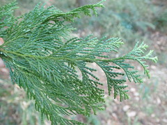 Chamaecyparis pisifera